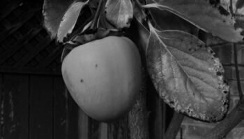 Benefícios do tomate-caqui para a saúde