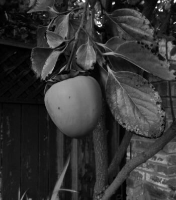 Benefícios do tomate-caqui para a saúde