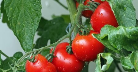 Benefícios do tomate-caqui para a saúde