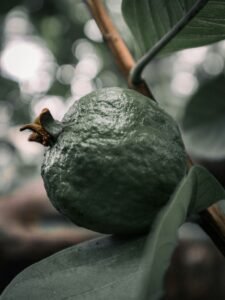 Goiaba tailandesa e seus benefícios: Uma fruta exótica e nutritiva
