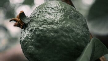 Goiaba tailandesa e seus benefícios