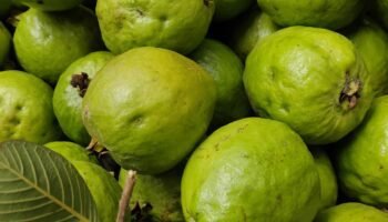 Goiaba verde e seus benefícios para a saúde