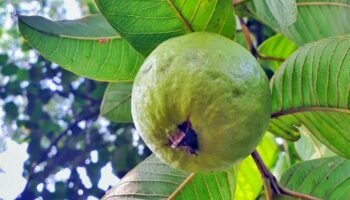 Os benefícios da goiaba vermelha para a saúde