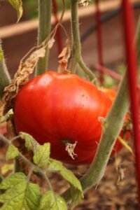 Tomate Holandês na saúde