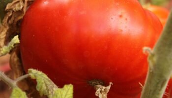 Os Benefícios do tomate holandês para a saúde