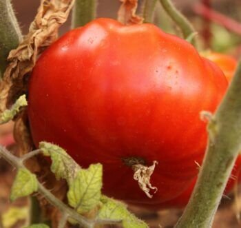 Os Benefícios do tomate holandês para a saúde