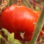 Tomate-débora e seus benefícios para saúde