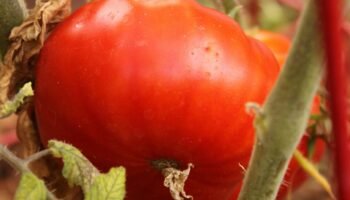 Tomate-débora: os benefícios surpreendentes para a saúde