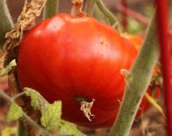 Tomate-débora: os benefícios surpreendentes para a saúde