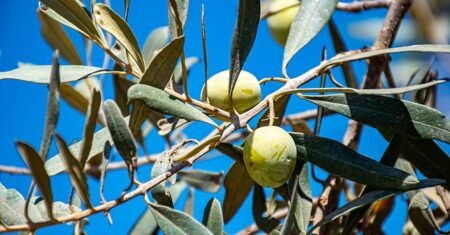 Antioxidantes e seus benefícios: tudo o que você precisa saber