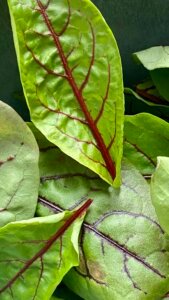  Folhas Verdes Escuras para a Saúde