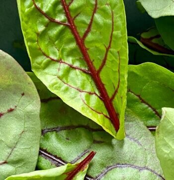 Benefícios das folhas verdes escuras para a saúde