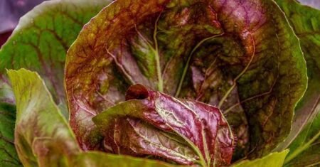 Benefícios das folhas verdes escuras para a saúde