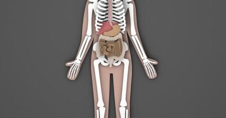 Como funciona o sistema digestivo