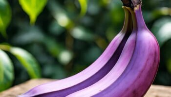 Banana roxa benefícios, sabor e valor cultural para sua alimentação