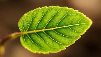 Espinheira Santa: descubra os benefícios dessa planta medicinal