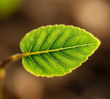 Espinheira Santa: descubra os benefícios dessa planta medicinal