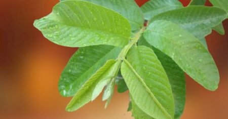 Folhas de goiaba e seus benefícios: um tesouro natural