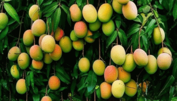 Manga carlota e seus benefícios: um tesouro da natureza