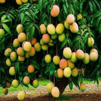 Manga carlota e seus benefícios: um tesouro da natureza