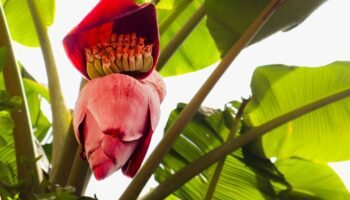 Os benefícios surpreendentes da banana nanica