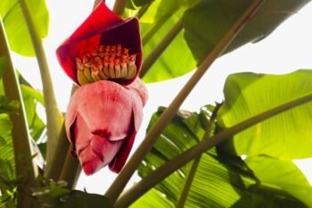 Os benefícios surpreendentes da banana nanica