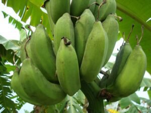 Os Benefícios da banana verde