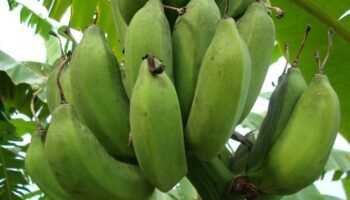 Os Benefícios da banana verde para a saúde