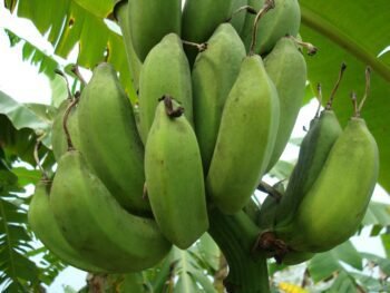 Os Benefícios da banana verde para a saúde