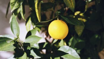 Benefícios da laranja bahia para a saúde