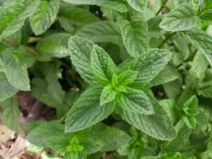 Folhas de Hortelã Para que Servem na saúde
