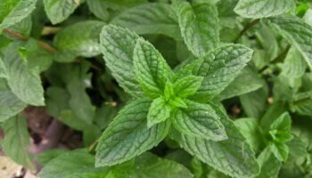 Os benefícios das folhas de hortelã: para que servem?