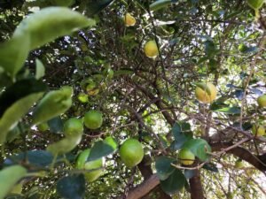  Limão-Taiti para a Saúde