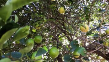 Os Benefícios do limão-taiti para a saúde