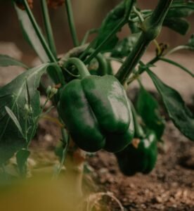 Pimentão e do Alho para a Saúde