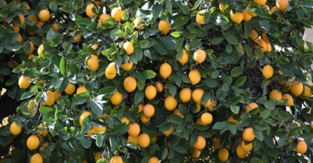 Os Benefícios do limão-taiti para a saúde