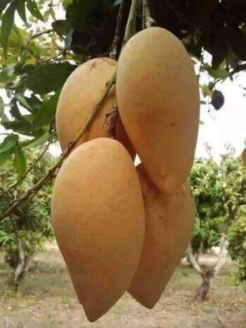 Os benefícios da manga espada: uma fruta exótica e nutritiva