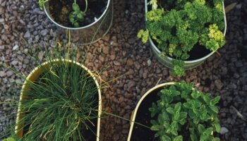 Plantas medicinais na saúde: o poder da natureza