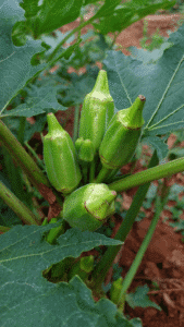 Quiabo e o Jiló na saúde