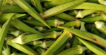 Quiabo e o Jiló: descubra os benefícios incríveis destes vegetais