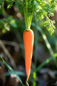 Suco de beterraba com cenoura e laranja na saúde