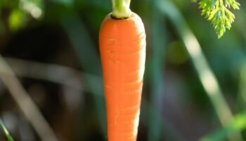 Suco de beterraba com cenoura e laranja para sua saúde