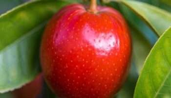 Acerola conheça a fruta que tem 30x mais vitamina c que a laranja!