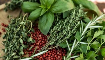 Descubra 20 ervas e temperos essenciais para sua horta caseira