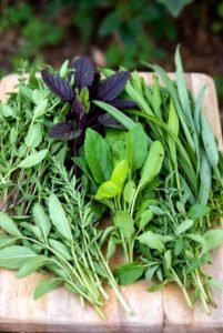 Descubra 20 Ervas essenciais para horta 