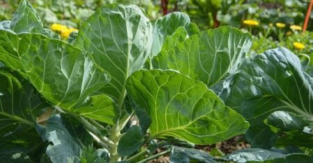 Descubra 20 ervas e temperos essenciais para sua horta caseira