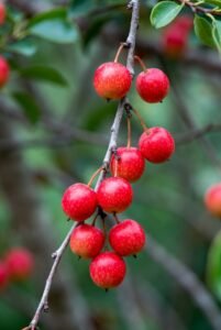 Os benefícios das frutas vermelhas