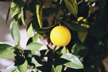 Por que a laranja pera é a favorita? 7 benefícios e tudo sobre ela
