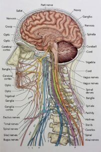 Sistema nervoso saiba como a calmar 