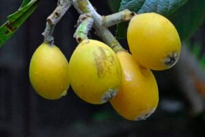 Frutas amarelas e seus benefícios